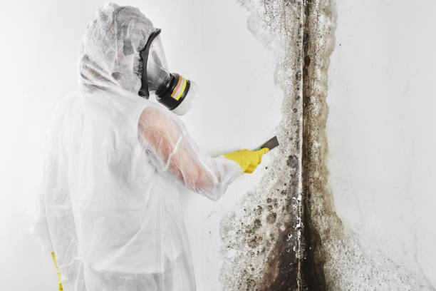 Best Home Mold Removal  in Covington, OH