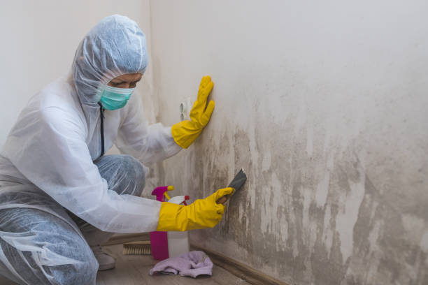 Best Local Mold Removal Service  in Covington, OH
