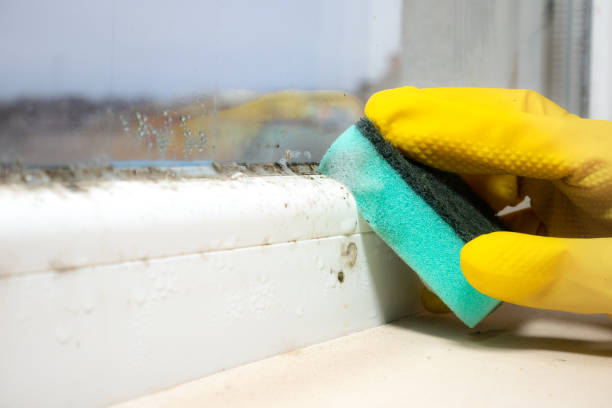 Best Mold Remediation  in Covington, OH