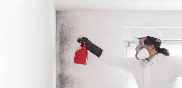 Best Mold Remediation Services  in Covington, OH