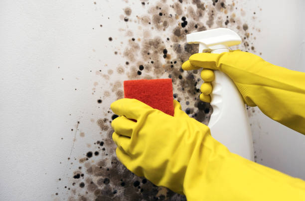 Best Toxic Mold Removal  in Covington, OH