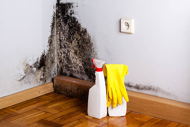 Best Best Mold Removal Companies  in Covington, OH